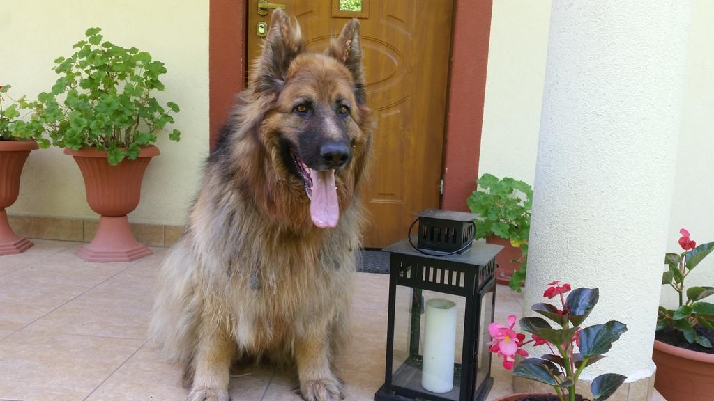 Homestay Goscinne Na Skraju Puszczy *